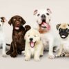 Adorable Puppies