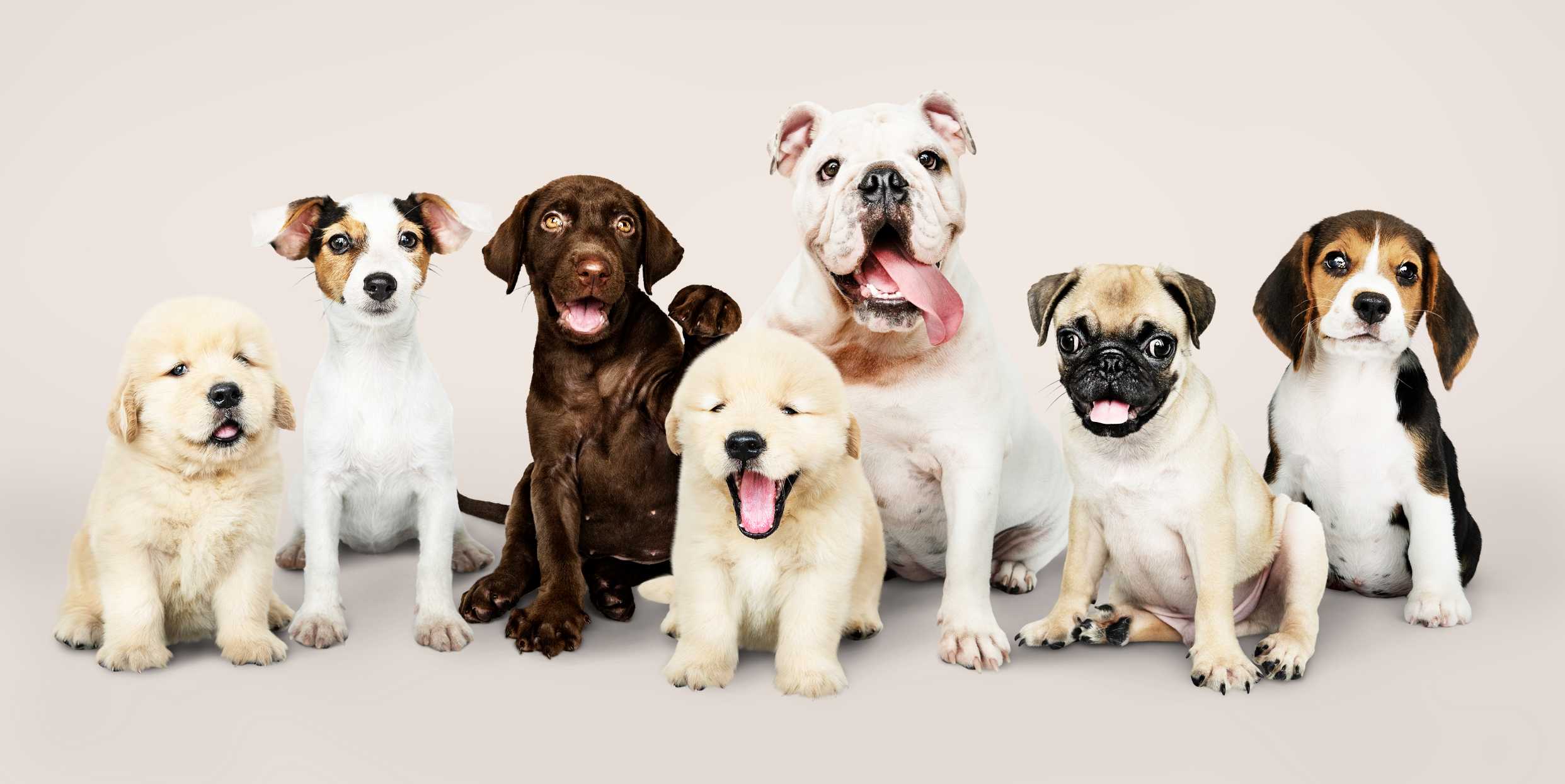Adorable Puppies Group Portrait Photography Print - ArtSmiley