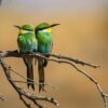Bee Eater