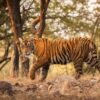 Bengal Tigers