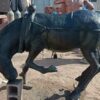 Black Horse
