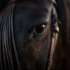 Brown Horse