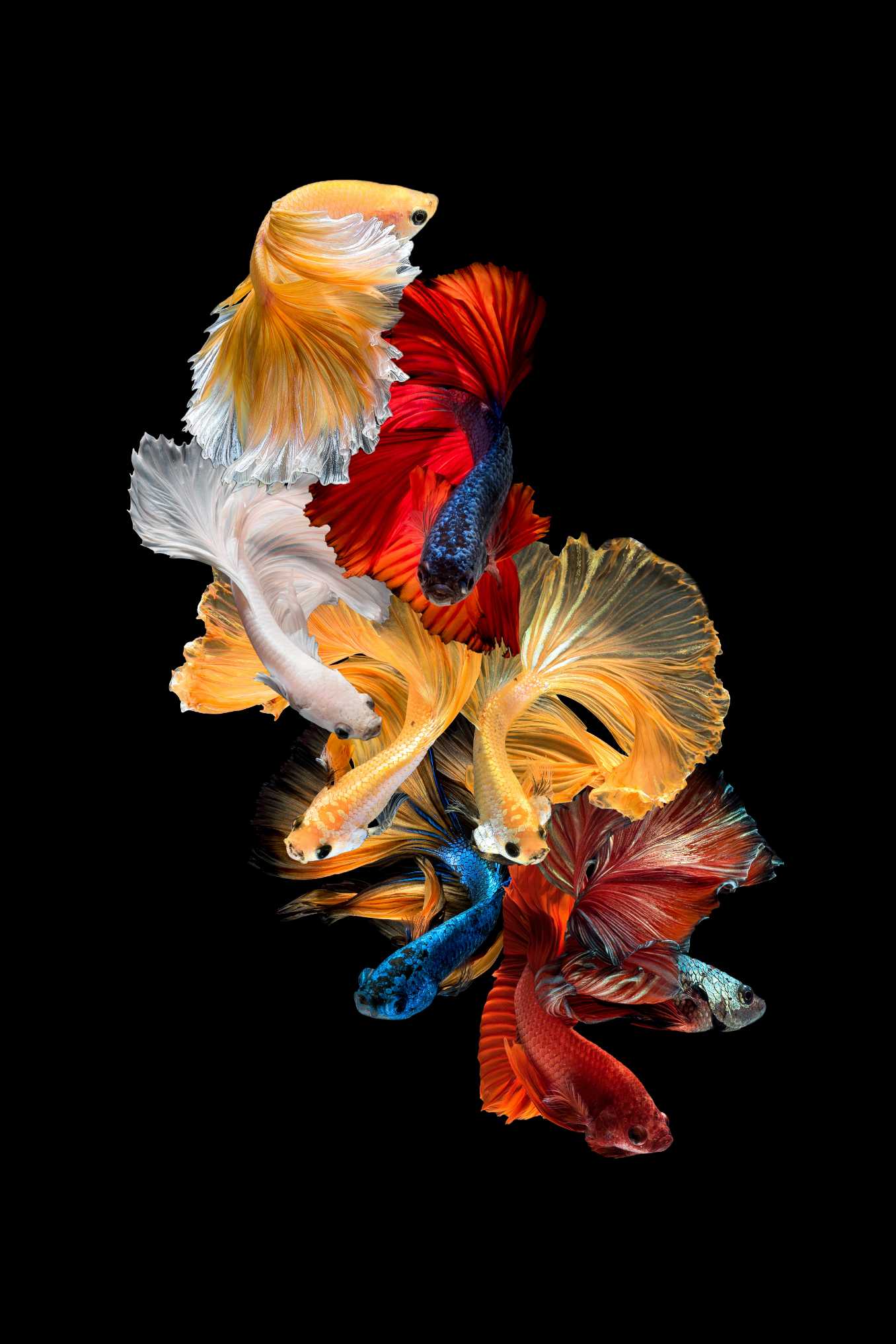 Fish Photography Print - ArtSmiley