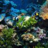 Fish Swimming
