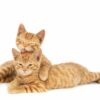Ginger Cats Hugging