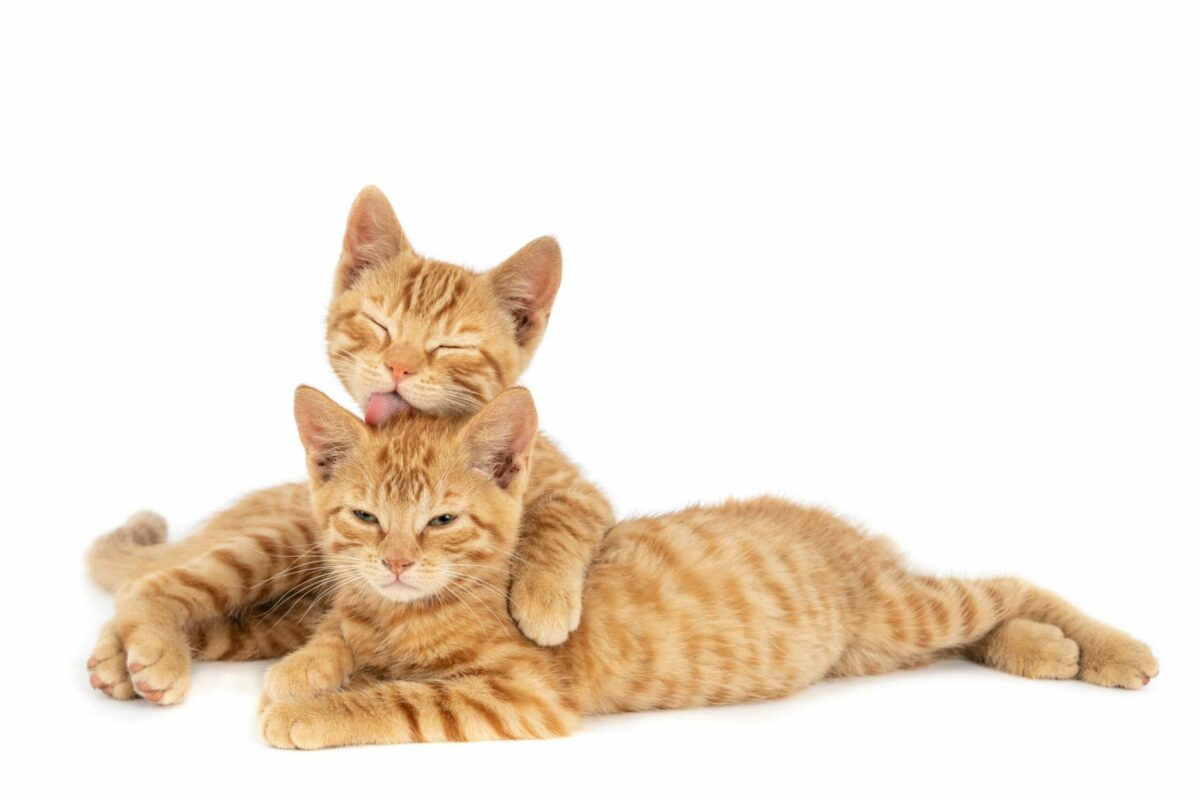 Ginger Cats Hugging