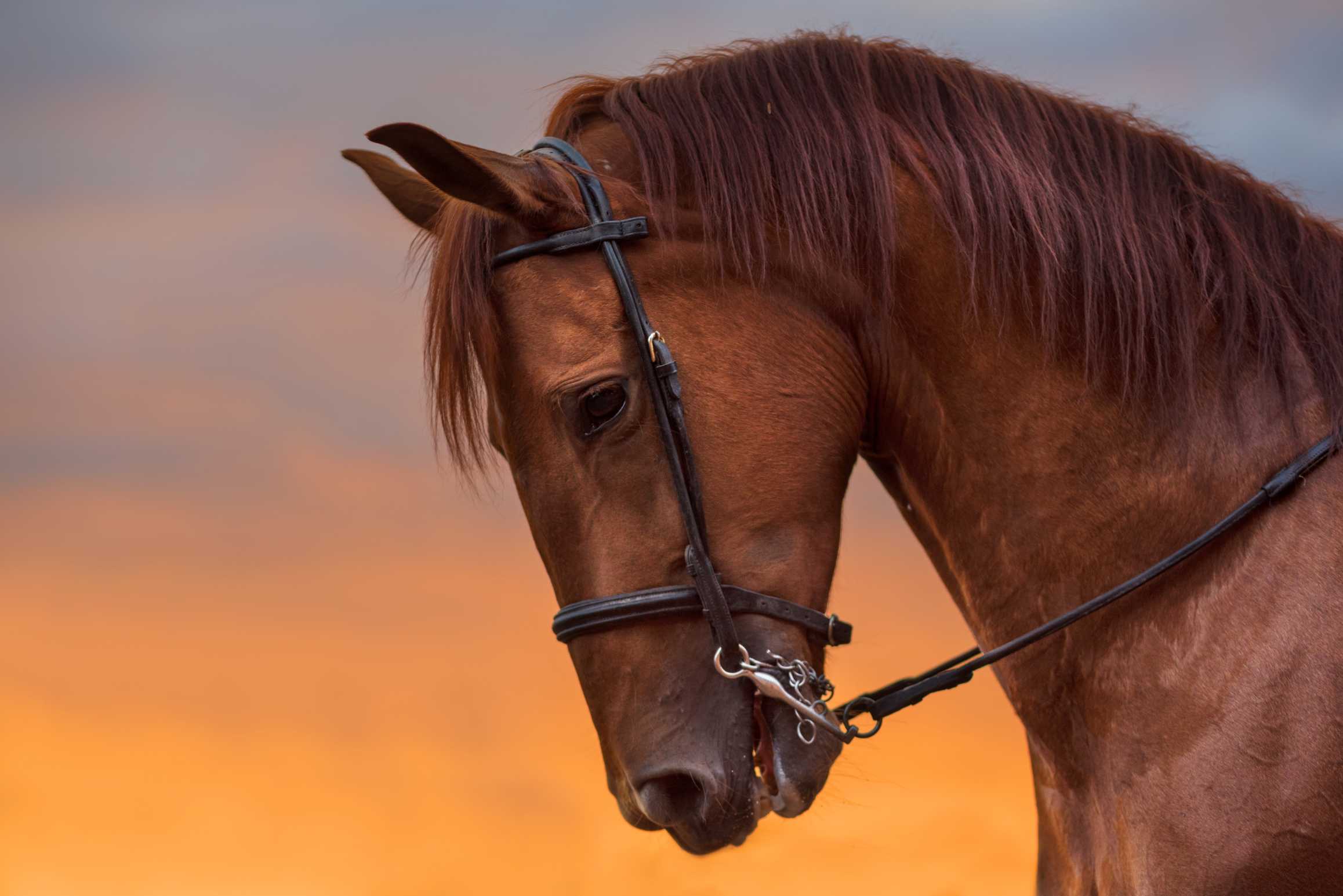 Horse Portrait Photography Print - ArtSmiley