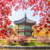 Maple Tree in Autumn