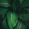 Plant Leaves Photography Print - ArtSmiley