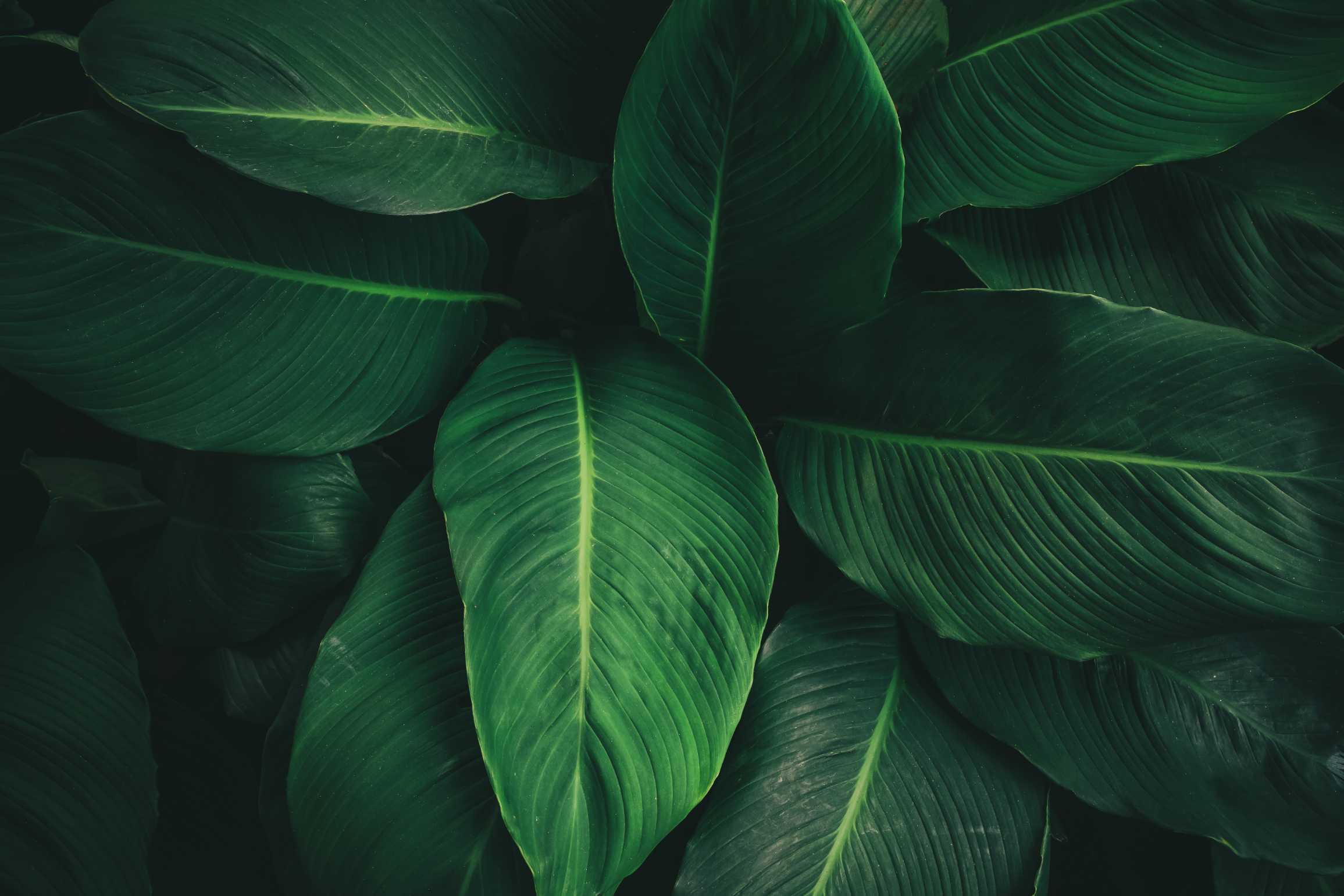 Plant Leaves Photography Print - ArtSmiley