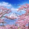 Spring Blossoms Mount Fuji