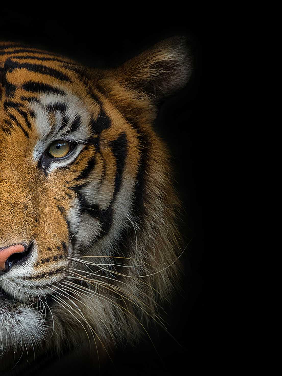 Tiger Face Photography Print - ArtSmiley