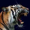 Tiger Headshot