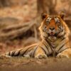 Tiger in Jungle