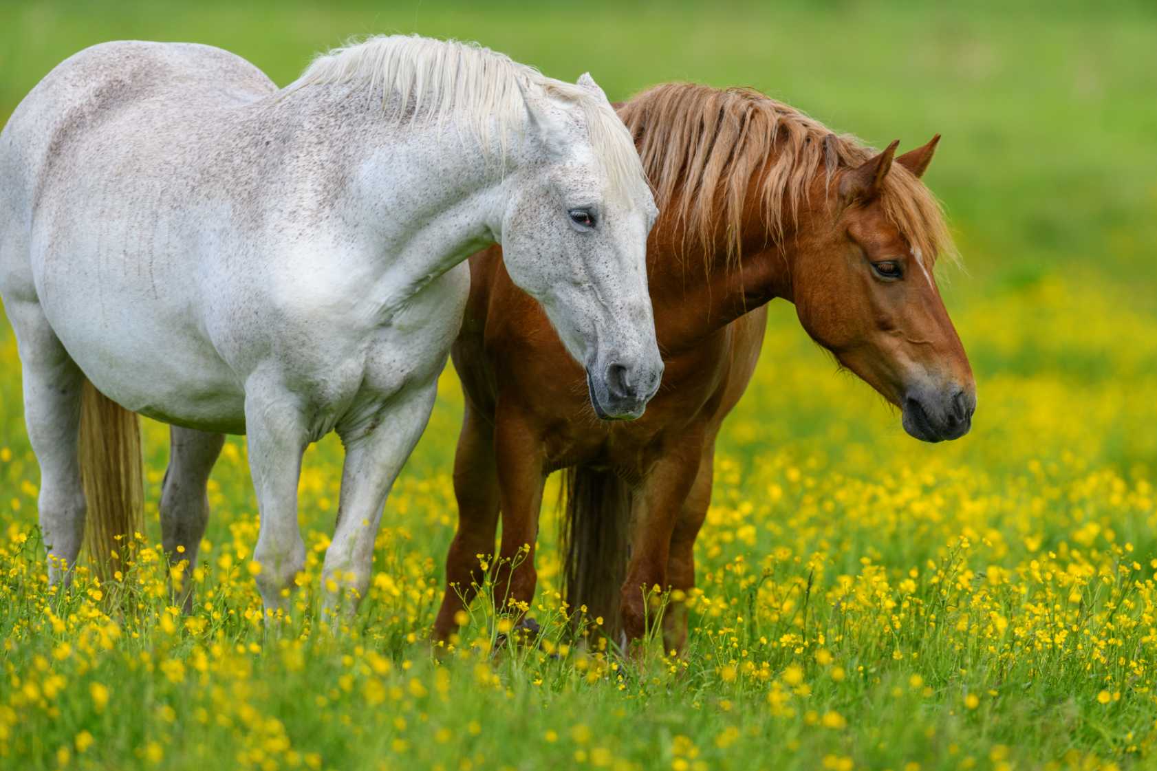 White Brown Horses Photography Print - ArtSmiley