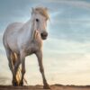 White Horse