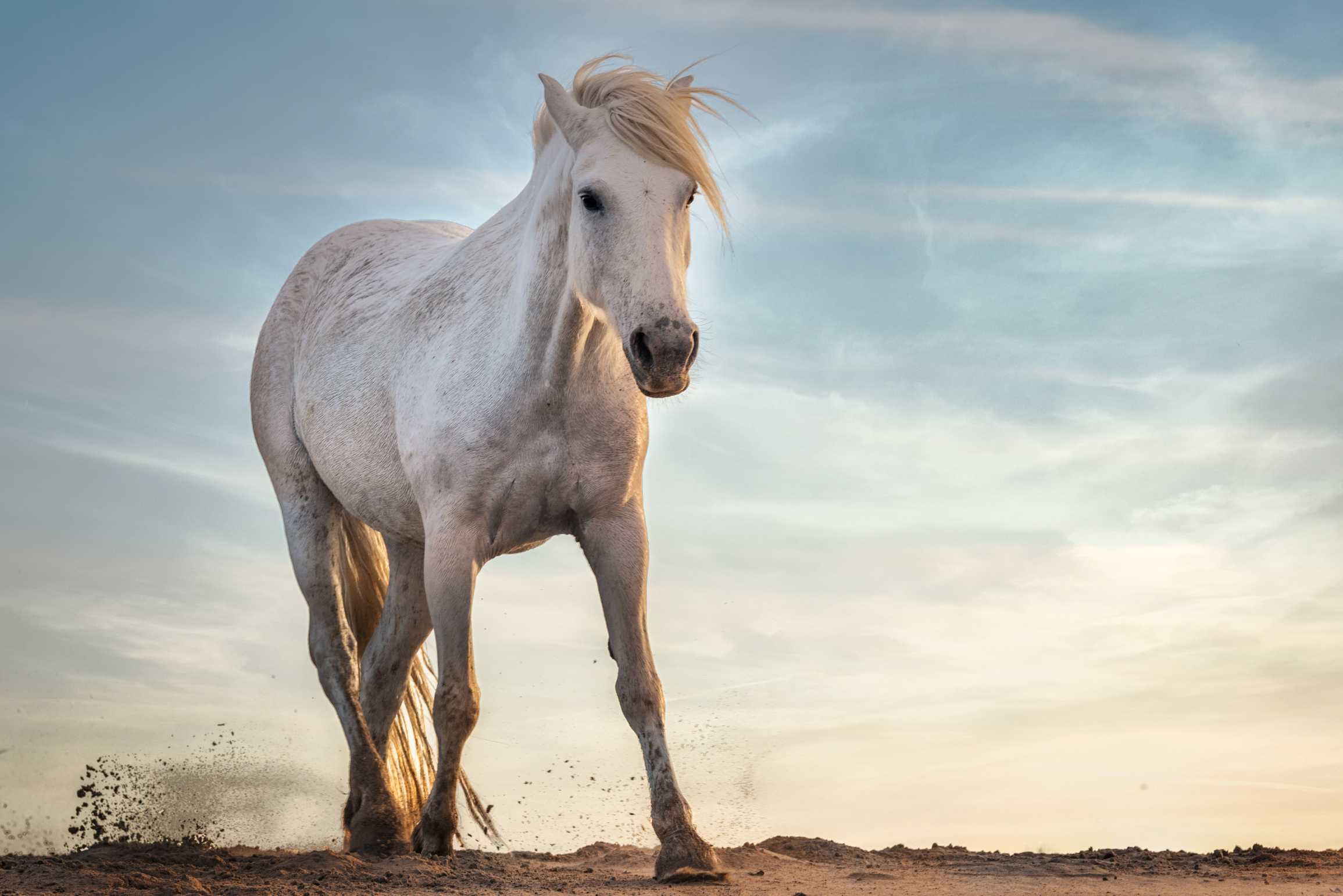 White Horse Photography Print - ArtSmiley