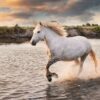 White Horse Running on Beach