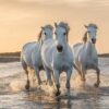 White Horses Running