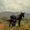 Burros in Tucson