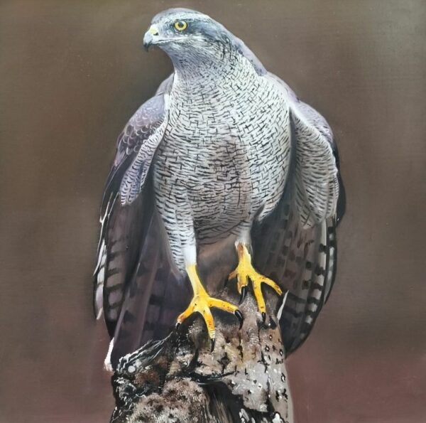 Falcon 4