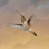 Flight of the Rufous Hummingbird