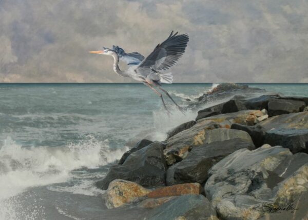 Great Blue Heron at Sand Key
