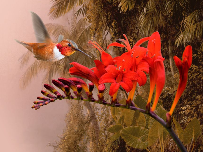 Scarlet Sage and Hummingbird