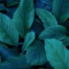 Asian Tropical Leaves Abstract Green Leaf Texture Nature Background Glass Printing