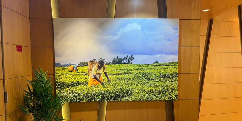 Crafted Canvases: Unveiling Art Smiley’s Stunning Tea Plantation Artwork